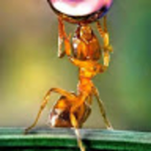 fischnut8